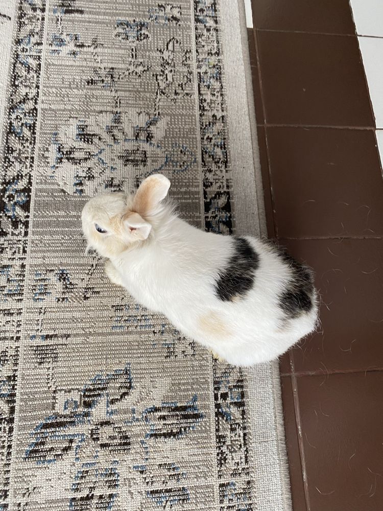 Królik miniaturka | Klatka w cenie!