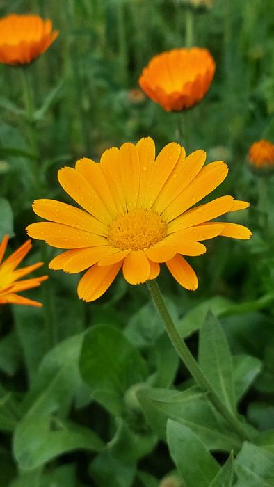 Календула насіння нагідки насіння