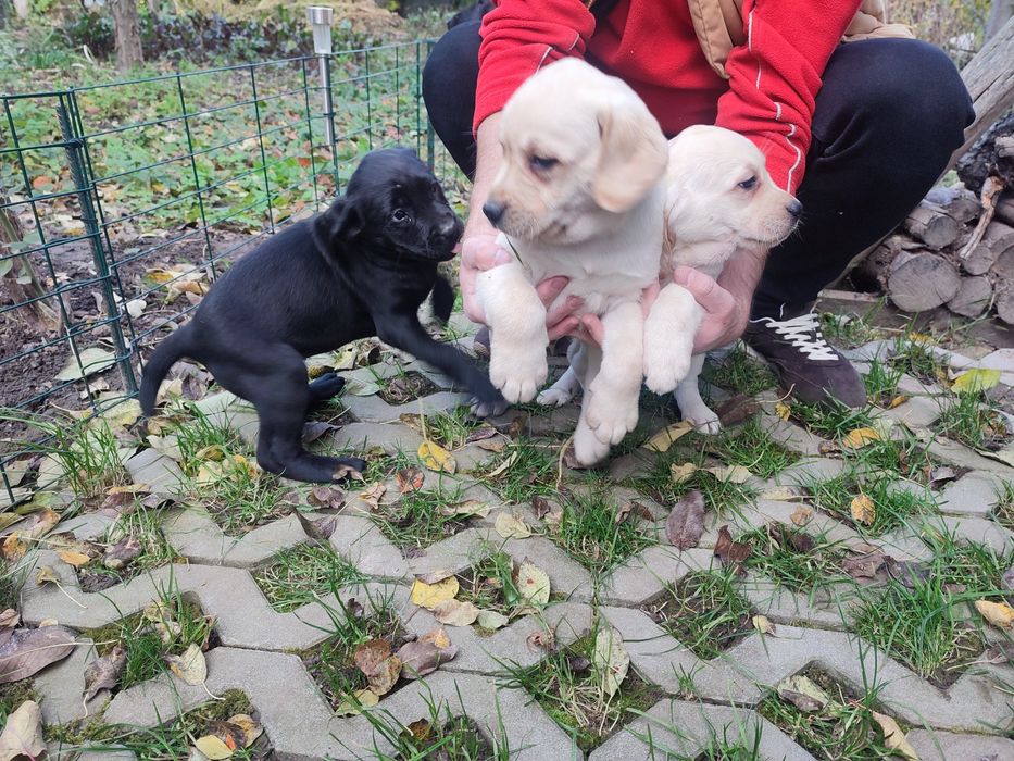 Цуценята Лабрадор -ретрівер