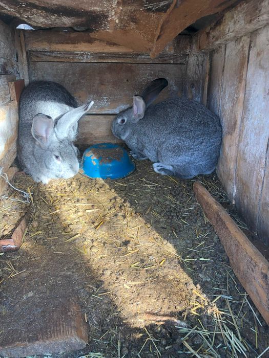 Продам кролі породи Європейська шиншила