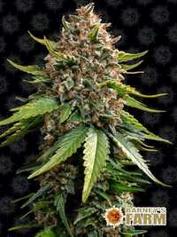 Feminizowane nasiona marihuany White Widow XXL Auto Barney’s Farm 3