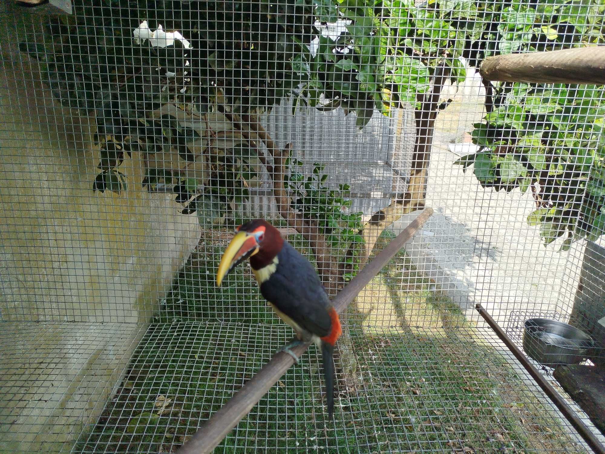 Cacatuas Galah  _ Ochrocephalas_tucanos