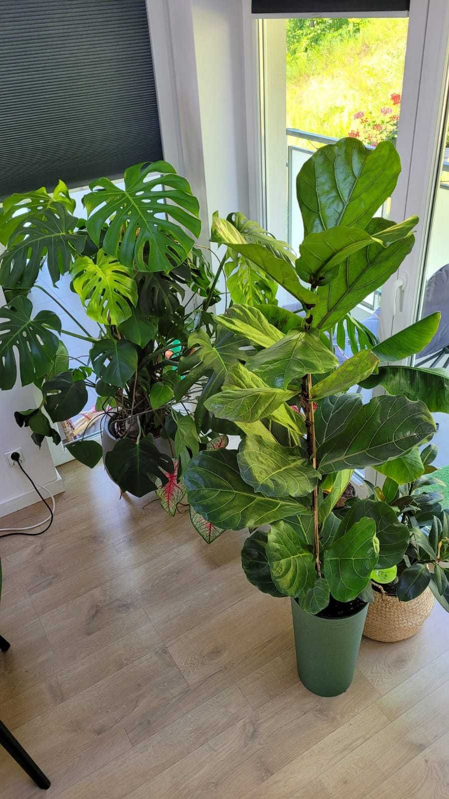 piękna dorodna monstera 160 cm !