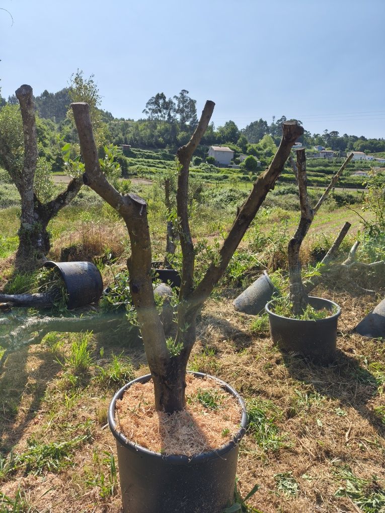 Oliveiras para jardim