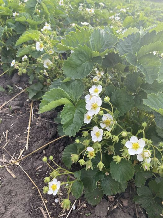 Саженцы земклубники Купчиха