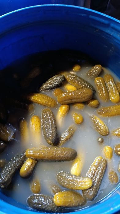 Ogórki kiszone w beczkach