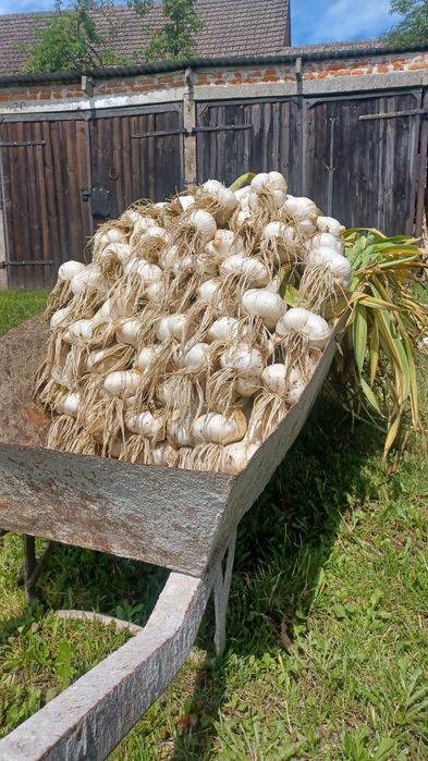 Czosnek słoniowy gigant