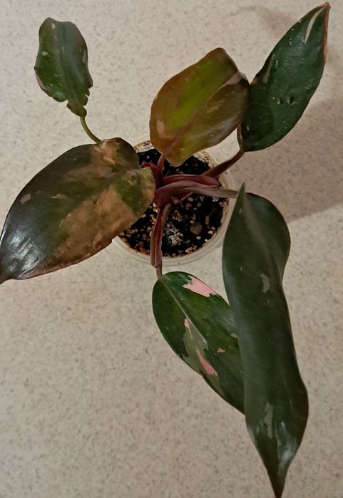 Пропоную кімнатні квіти