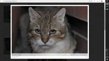Juz tylko 2 kocurki nosiciele FIV błagają o adopcyjny cud