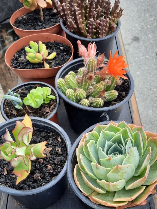 Plantas suculentas