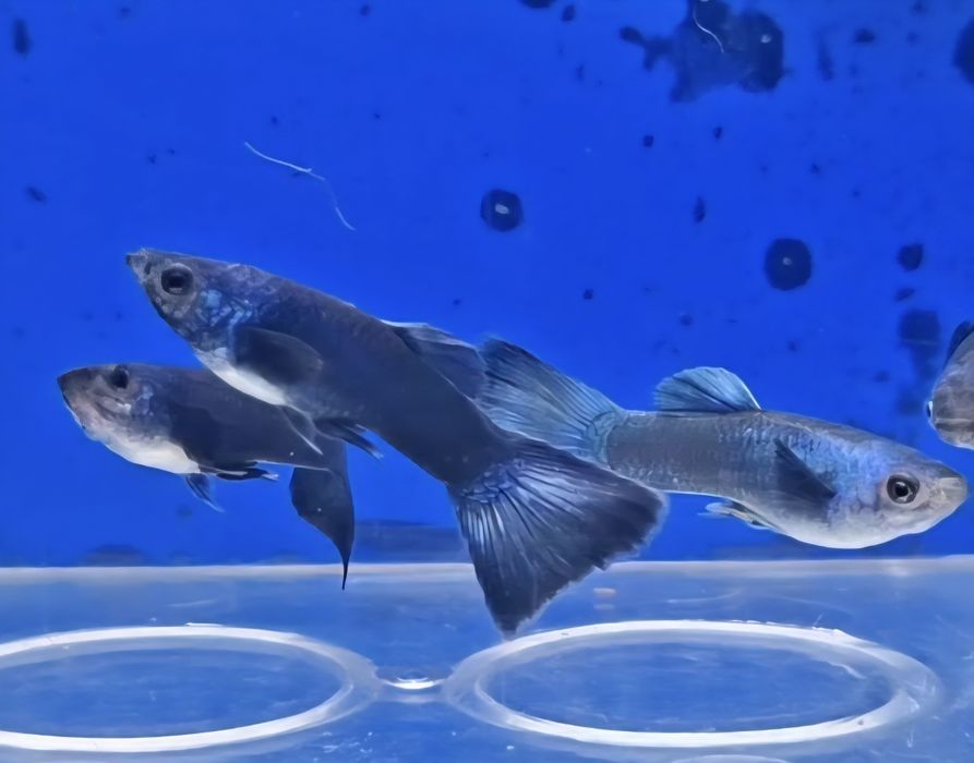 Guppy Blue Moscovo