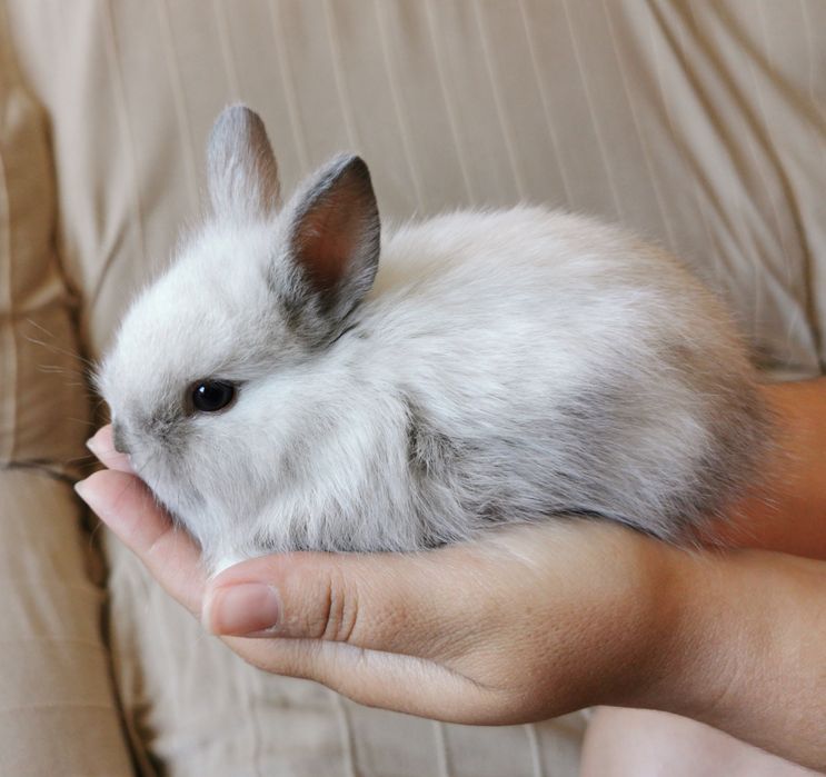 KIT Coelhos anões angorá e holandês mini muito fofos