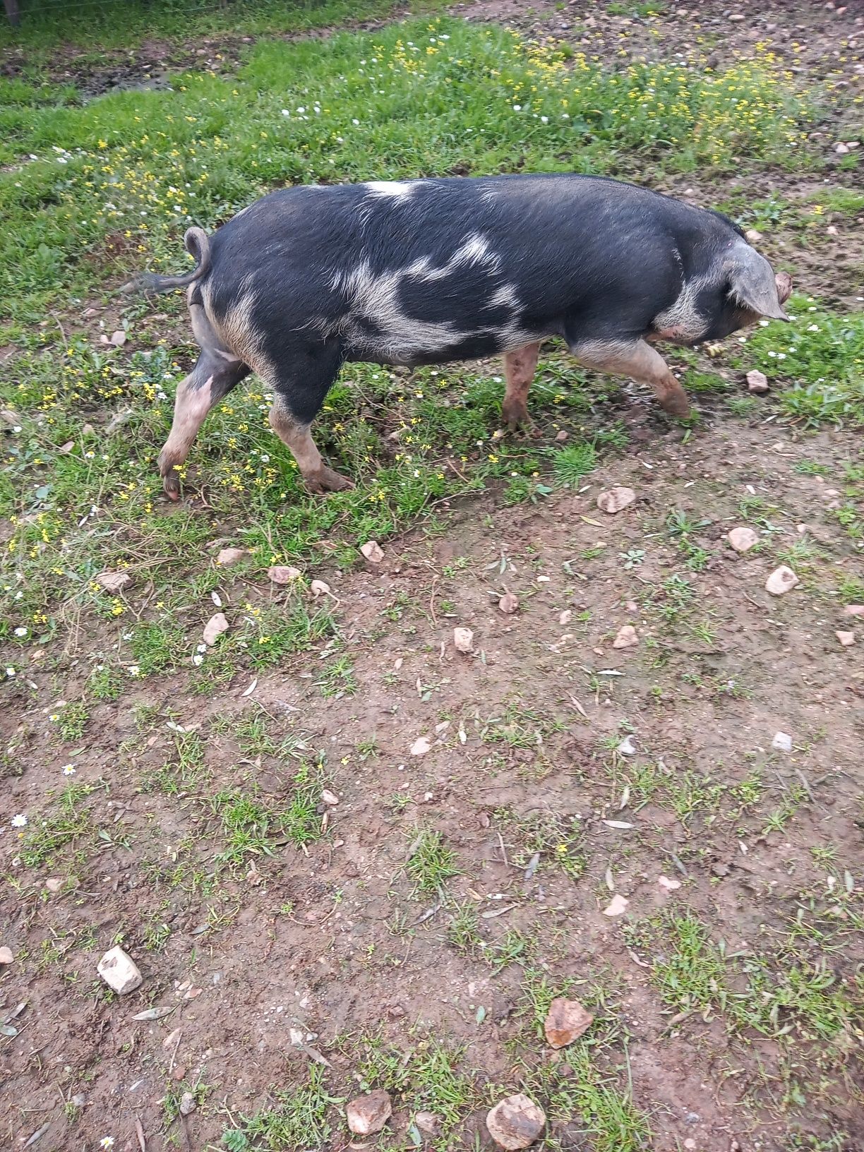 2  Porcas  bisaras puras,1 porca malhada de alcobaça pura..