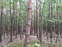 Sprzedam las mieszany Dorszyn