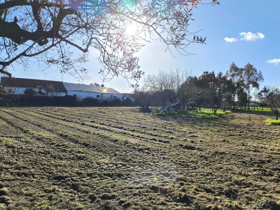 Terreno Rústico, Cantanhede