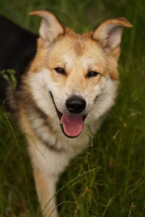 Візьміть красивого песика в добрі руки