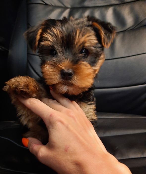 Красивый родословный мальчишка Йорк