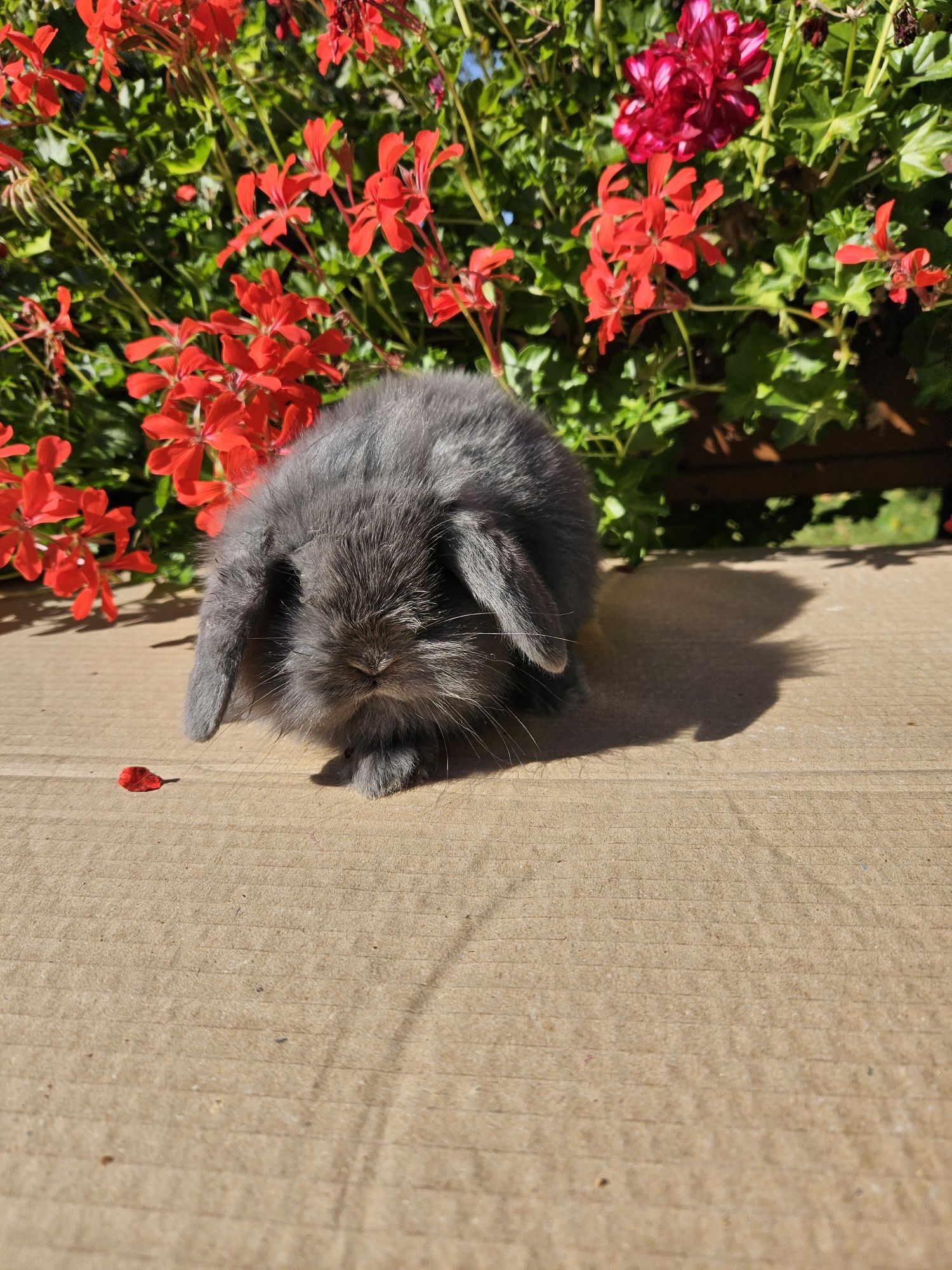 Mini Lop Króliki miniaturowe Baranek Niebieski. Mini Lop Blue.