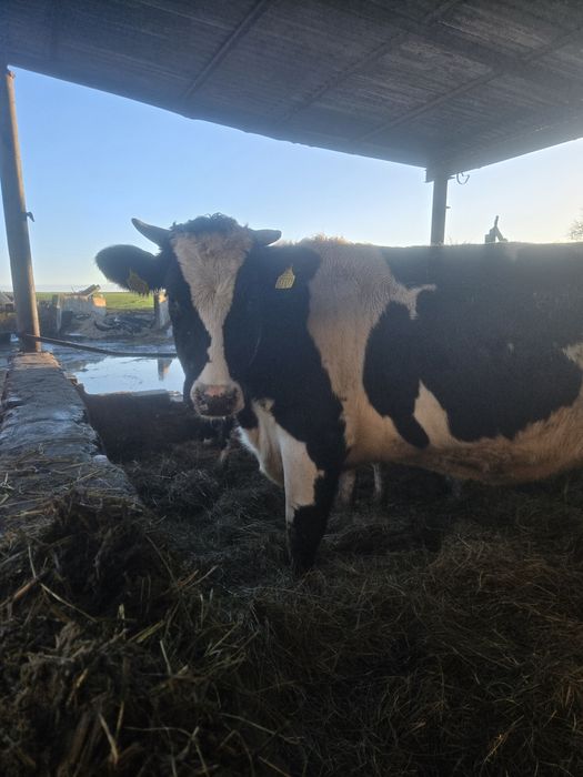 Jałówki cielne z własnej hodowli