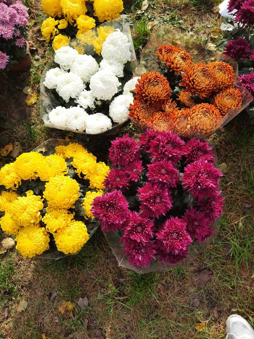 Chryzantemy doniczkowe