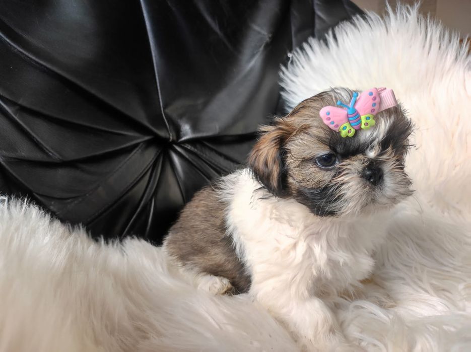 Szczeniak shih-tzu