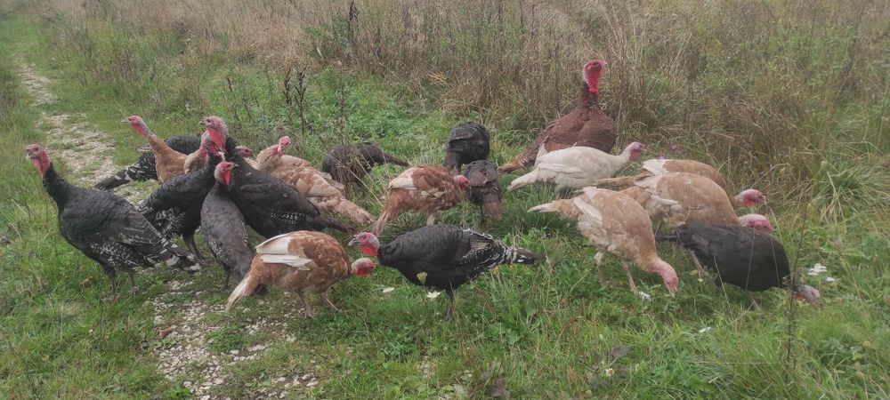 Sprzedam Indyki  zwykłe