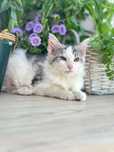 Maine Coon  kotka