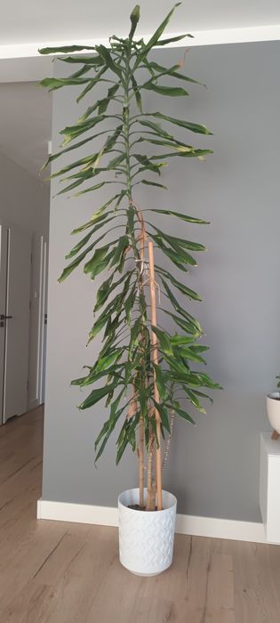 Juka- oddam za darmo