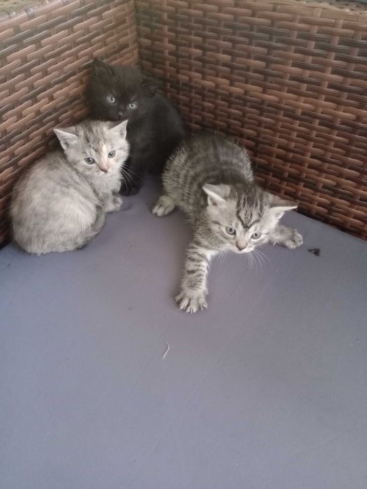 Oddam kotki za darmo