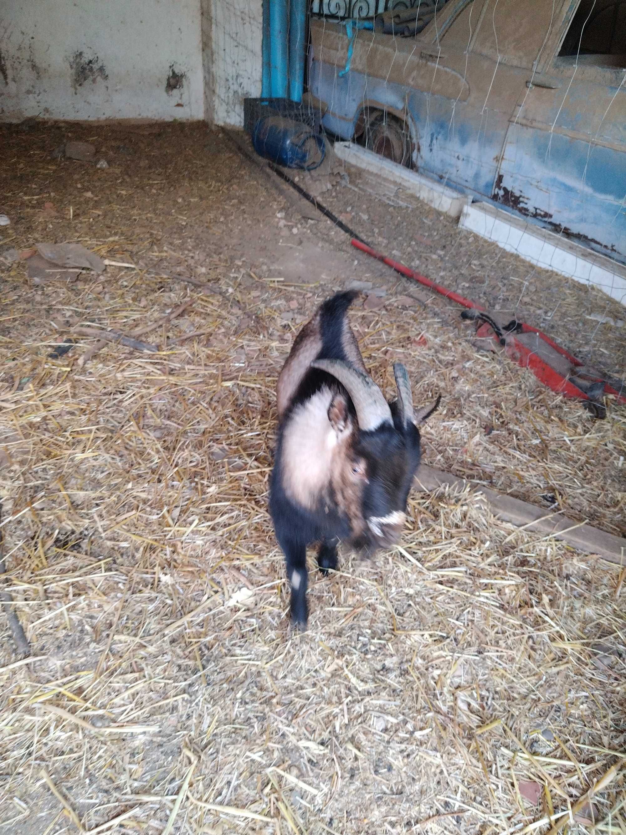 Casal de cabras anãs com cria com 2 meses