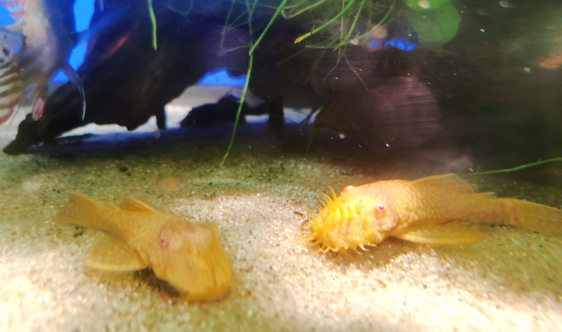 Zbrojnik Ancistrus sp. ALBINO-dorosłe samce oraz młodzież