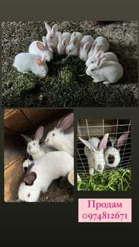 Продам кролики є рідного віку