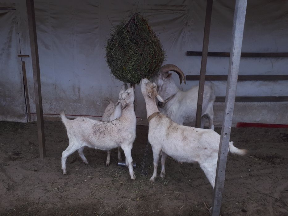 Продам зааненских коз.