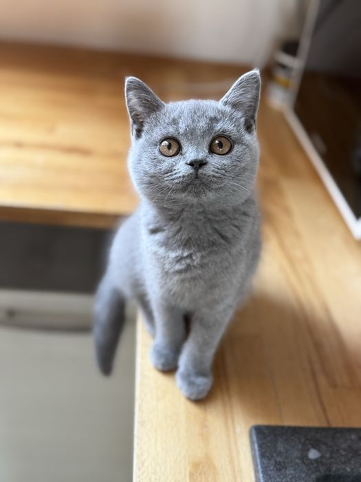 kot Brytyjski z rodowodwm