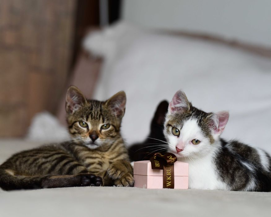 Kopciuszek szuka domu! Fundacja "Stawiamy na Łapy"