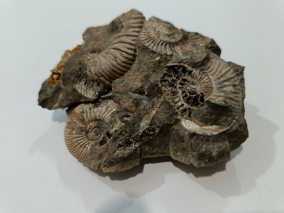 Naturalny skamienielina Amonity Łuków Polska