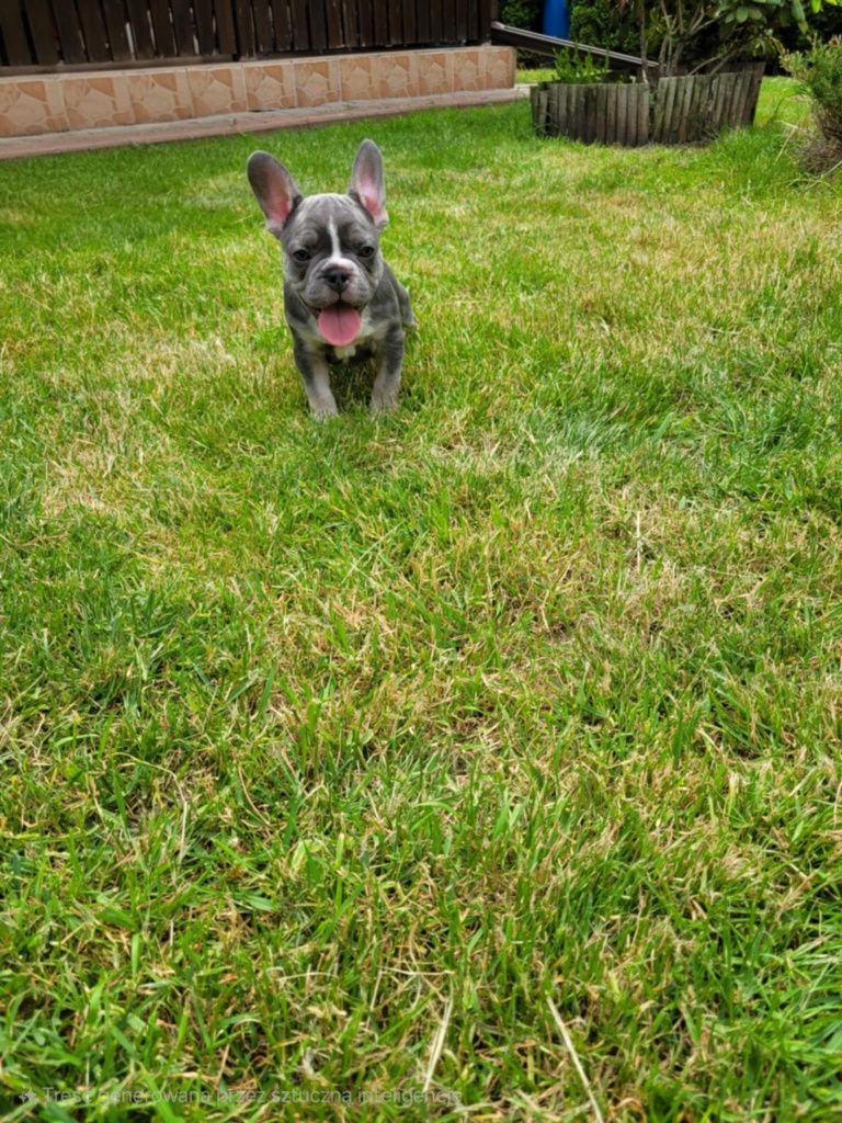 Buldog Francuski