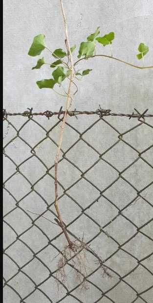 Bluszcz zimozielony -17 szt sadzonki -wysył