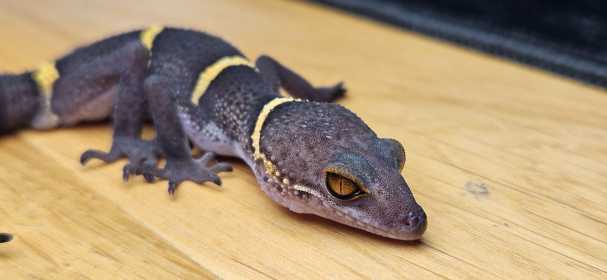 Samiec Goniurosaurus hainanensis CB 2024 - gekon chiński