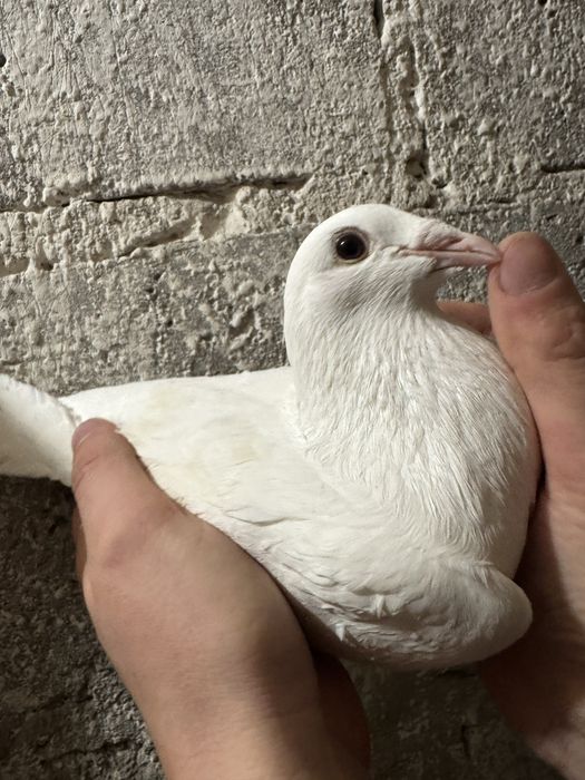 Białe gołębie pocztowe z mocnym pochodzeniem Belgi