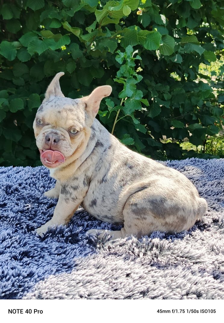 Buldog francuski