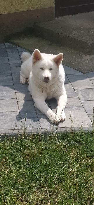 Akita inu chłopiec