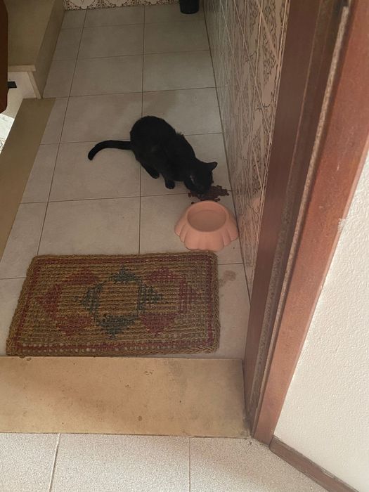 Gatinho preto novinho