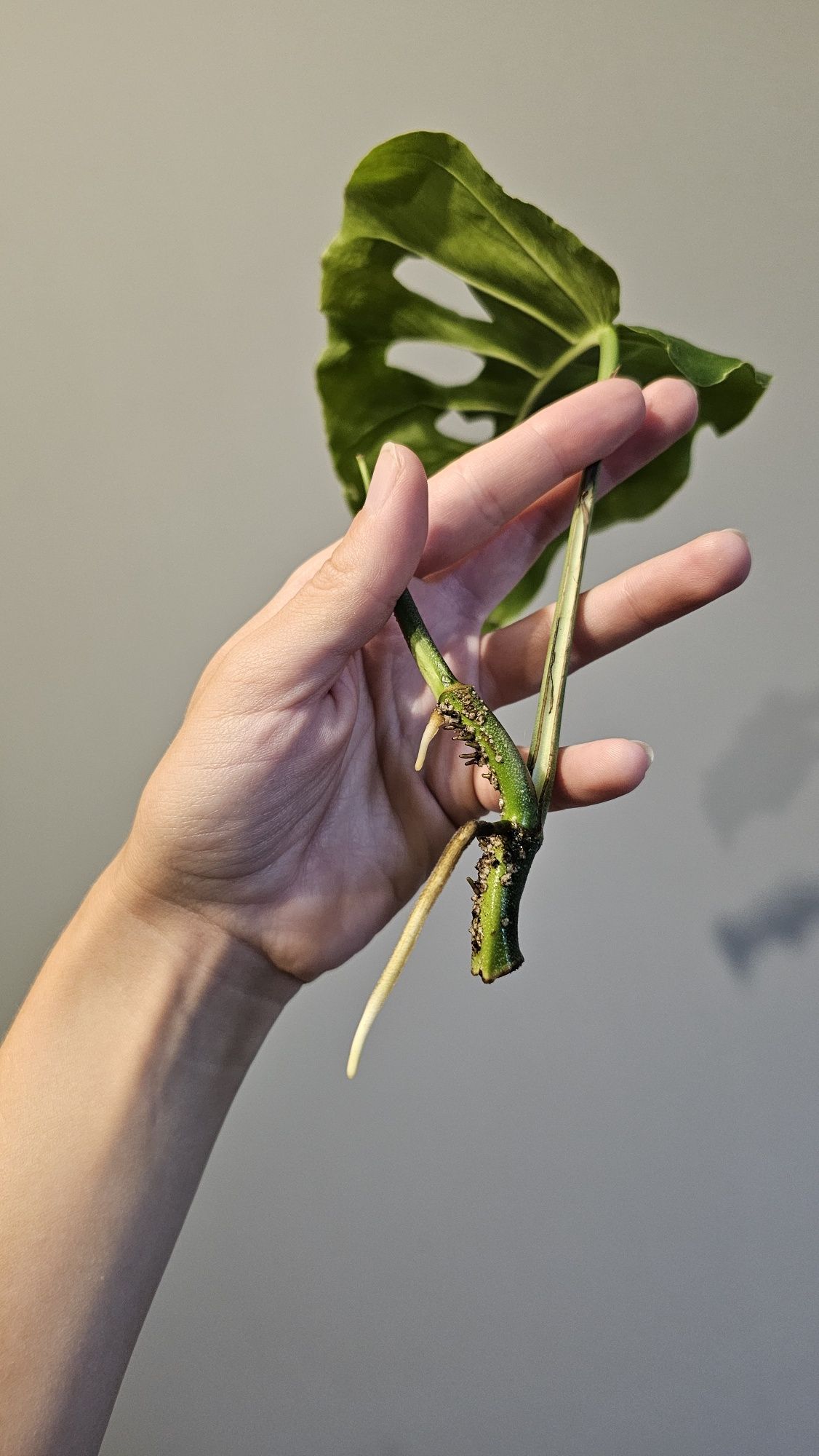 Monstera dubia - sadzonka szczytowa