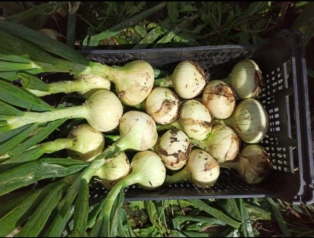 Cebola para restauração ou casa.