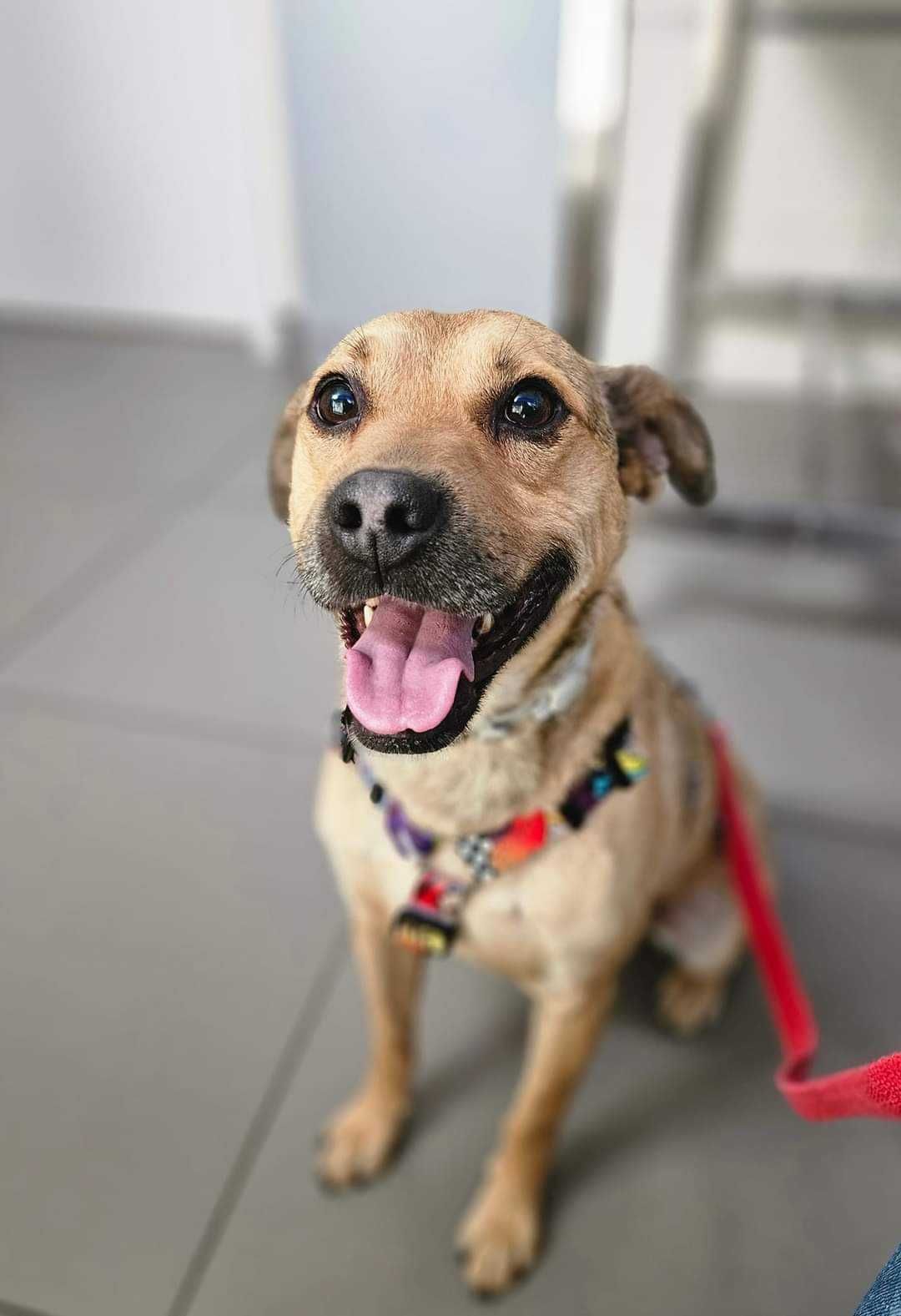 CODI młody pies do adopcji