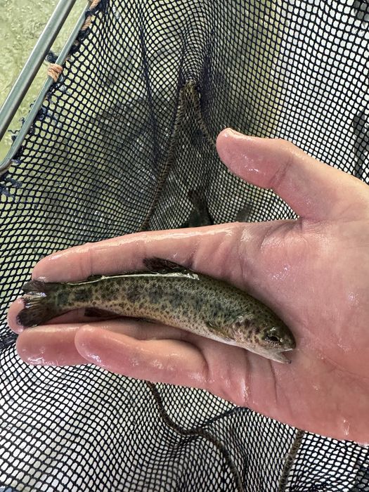 Narybek pstrąga tęczowego patrągi tęczowe stawowe ryby do stawu