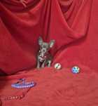 Chihuahua Macho Mini Criadora Registad