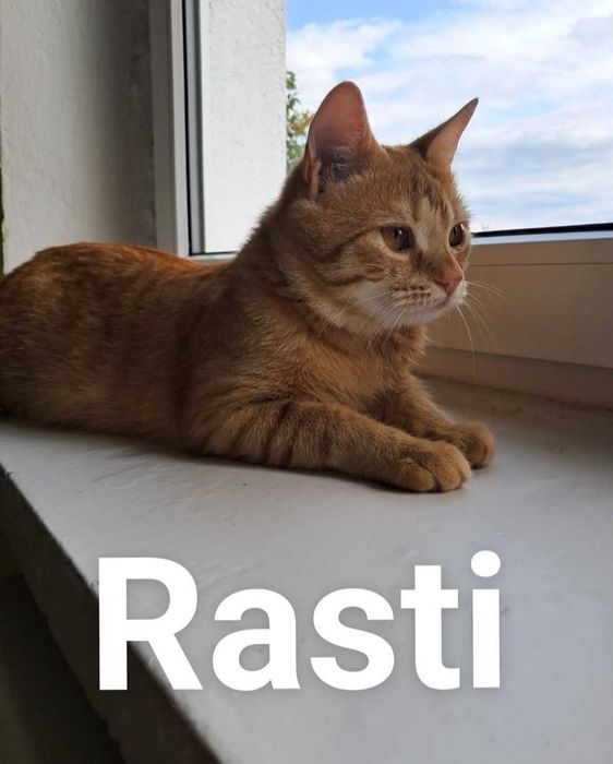 Kociaki szukaja nowego domku