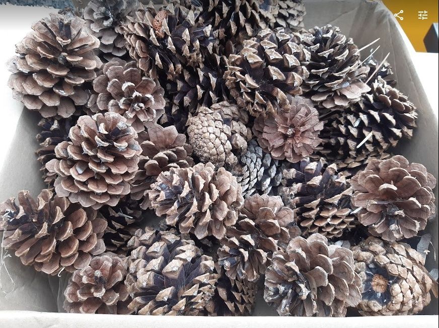 100 szt Szyszki ozdobne stroik świąteczny 8-10cm fi 7-8cm